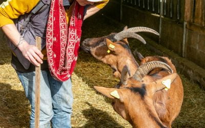 Dans la peau d’éleveurs fromagers – Tourisme Roussillon Conflent