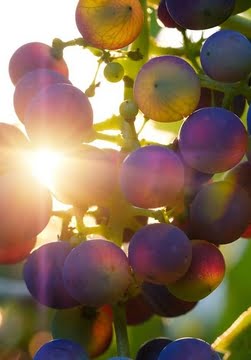 A la découverte de notre vignoble