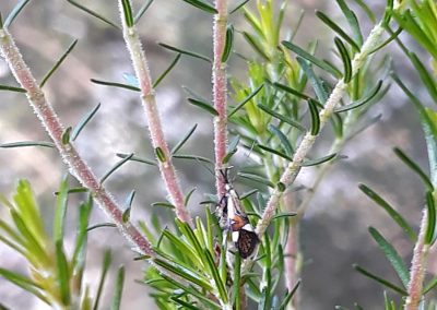 papillon sur branche de romarin en roussillon conflent