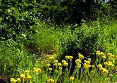 fleurs d'immortelle pour la confection des bouquet de la saint Jean