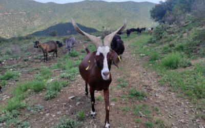Cabra de Serrabone – Tourisme Roussillon Conflent