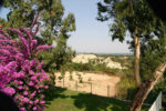 LES EUCALYPTUS