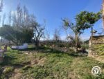 LE MASOT