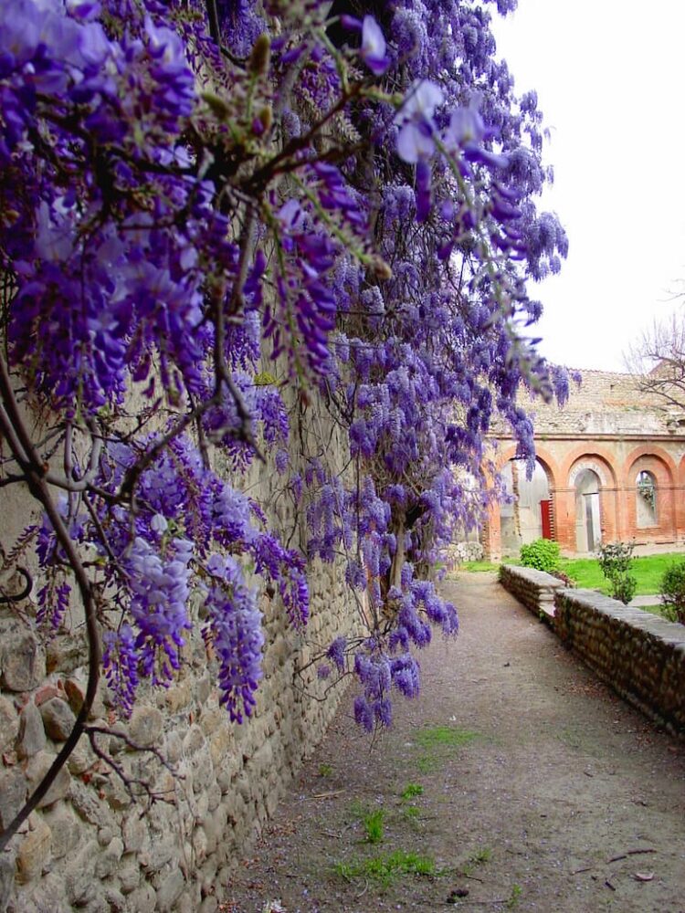 JARDIN DE LA RODONA